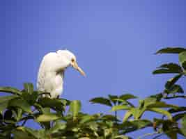 Photo gratuite oiseau aigrette blanc perché sur une branche d'arbre contre le ciel bleu