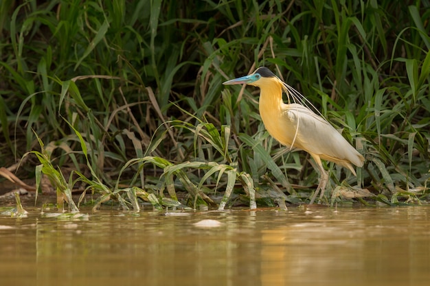 oiseau d'amérique du sud dans l'habitat naturel