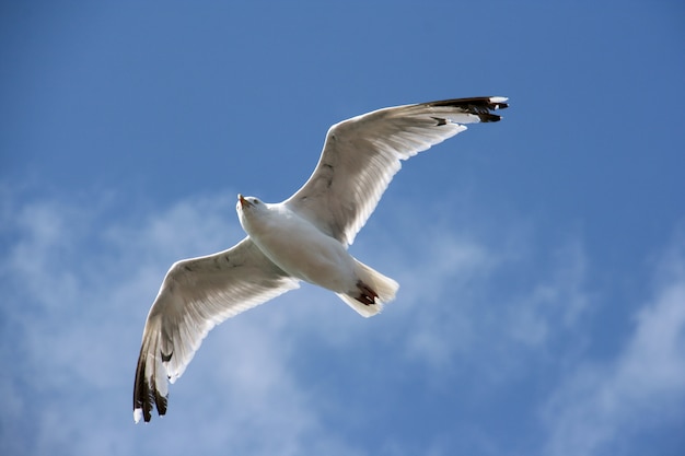 Oiseau aquatique