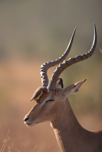 Photo gratuite oiseau assis sur la tête d'une gazelle