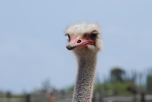 Oiseau autruche à long cou avec un regard doux dû à son plumage.