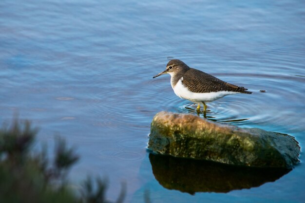 Un oiseau bécasseau commun, long bec brun et blanc, marchant dans l'eau saumâtre à Malte