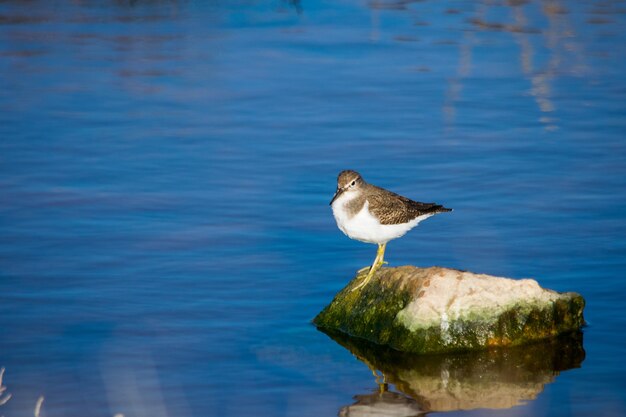 Un oiseau bécasseau commun, long bec brun et blanc, reposant sur un rocher dans l'eau saumâtre à Malte