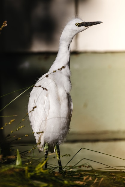 Oiseau blanc sur une clôture en bois marron