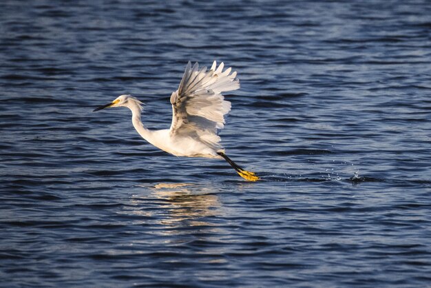 Oiseau blanc sur l'eau pendant la journée