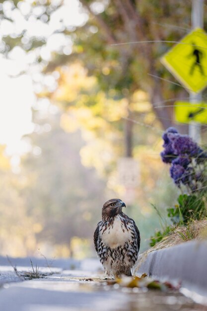 Oiseau blanc et noir sur l'herbe verte pendant la journée