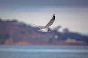 Photo gratuite oiseau blanc et noir survolant la mer pendant la journée