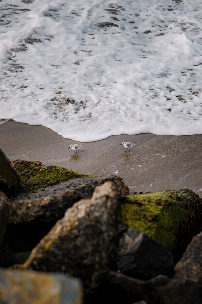 Photo gratuite oiseau blanc sur le sable brun près du plan d'eau pendant la journée