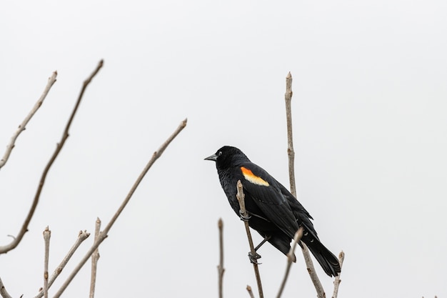 Oiseau sur une branche d'arbre