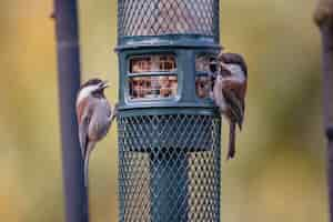 Photo gratuite oiseau brun et blanc sur cage noire