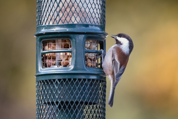 Photo gratuite oiseau brun et blanc sur cage noire