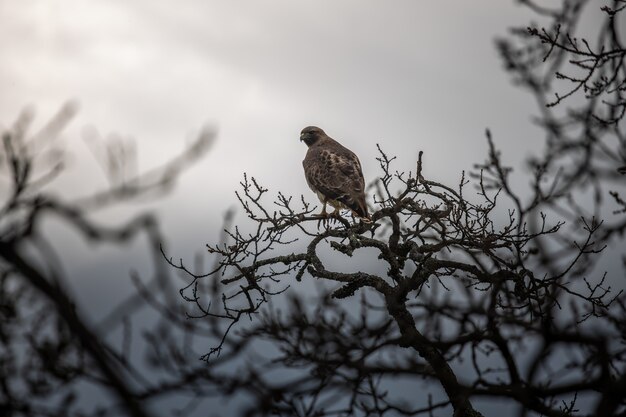 Oiseau brun sur une branche d'arbre pendant la journée