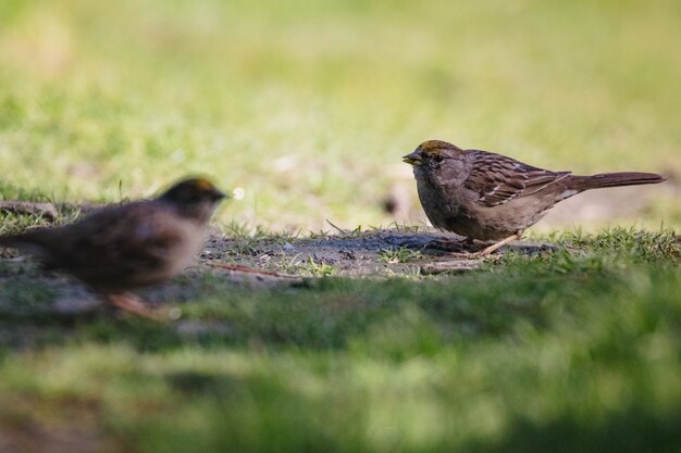 Oiseau brun sur l'herbe verte pendant la journée