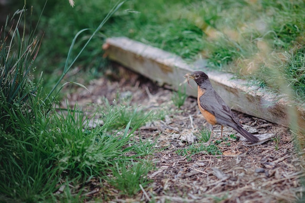 Oiseau brun et noir sur l'herbe verte pendant la journée