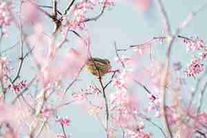 Photo gratuite oiseau brun perché sur fleur rose