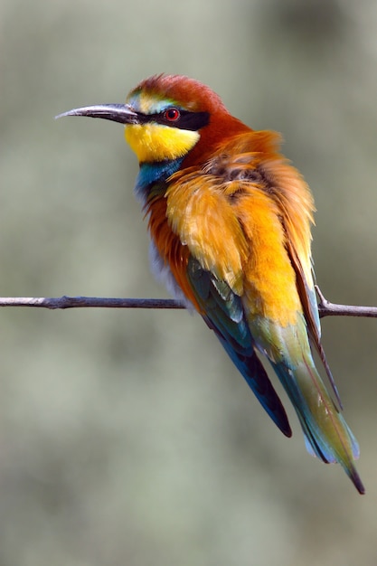 Oiseau coloré mignon guêpier assis sur la branche d'arbre avec arrière-plan flou