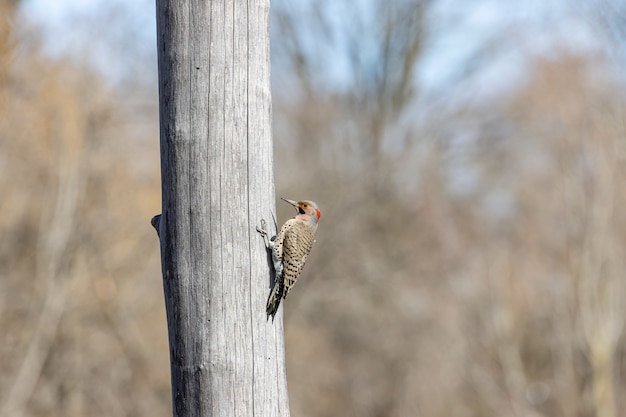 Oiseau sur le côté d'un arbre