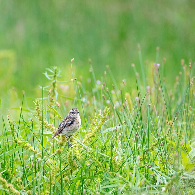 Oiseau dans le champ d'herbe par une journée ensoleillée