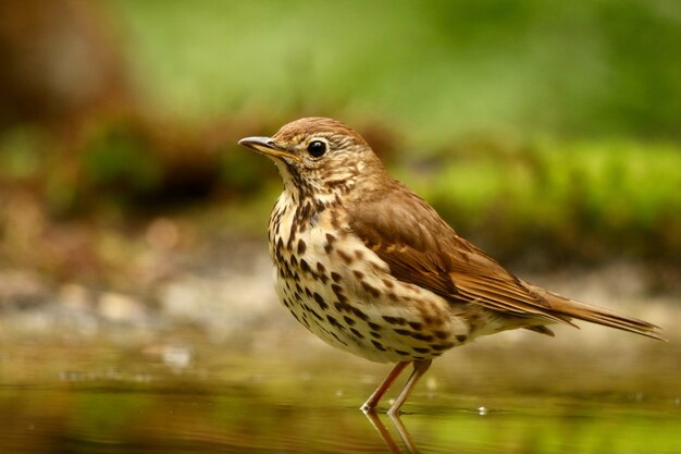 Oiseau dans l'eau