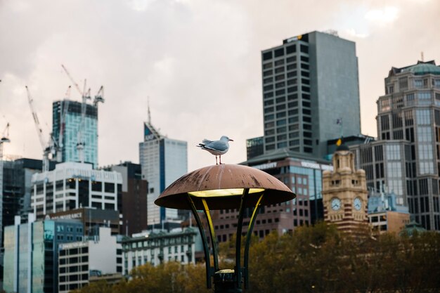 oiseau dans la ville