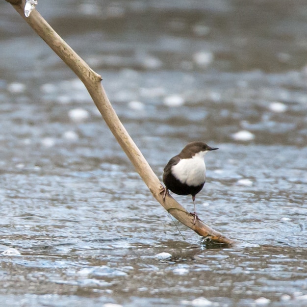 Oiseau d'eau perché sur la branche d'un arbre