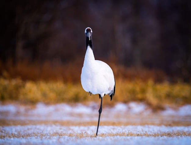 oiseau d'eau sur un terrain ensoleillé à Kushiro, Hokkaido