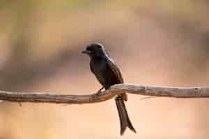 Photo gratuite oiseau exotique sur une branche de bois