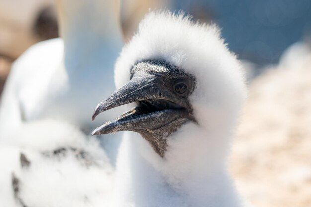 Oiseau fou blanc à l'extérieur