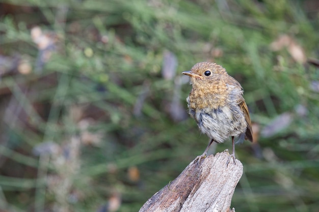 Oiseau Grive chanteuse brune perché au bord d'un lac dans un parc