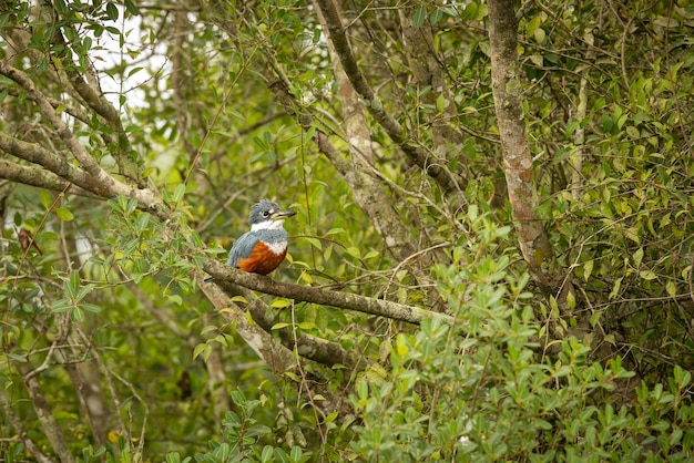 Oiseau majestueux et coloré dans l'habitat naturel Oiseaux du nord du Pantanal Brésil sauvage faune brésilienne pleine de jungle verte nature et nature sud-américaine