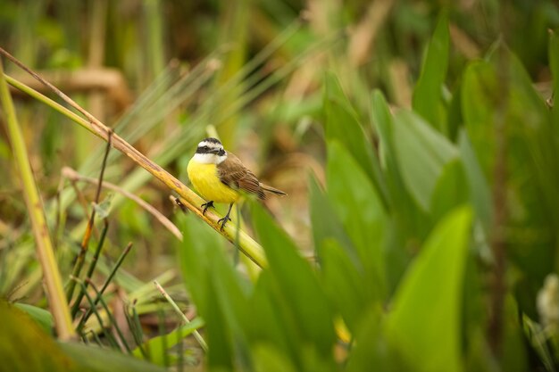 Oiseau majestueux et coloré dans l'habitat naturel Oiseaux du nord du Pantanal Brésil sauvage faune brésilienne pleine de jungle verte nature et nature sud-américaine