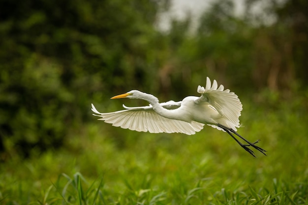 Oiseau majestueux et coloré dans l'habitat naturel Oiseaux du nord du Pantanal Brésil sauvage faune brésilienne pleine de jungle verte nature et nature sud-américaine