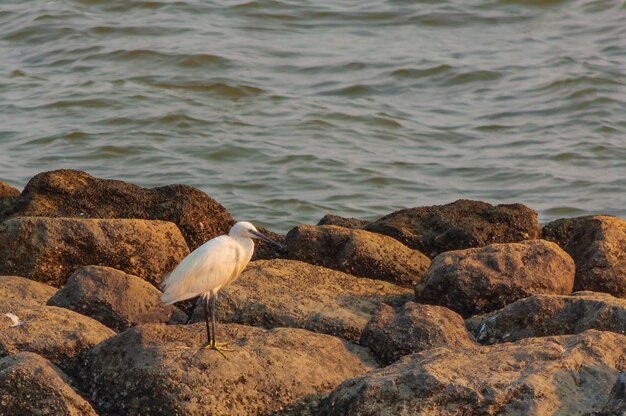 Oiseau mignon blanc assis sur une pierre près de la mer à Phanthai Norasing