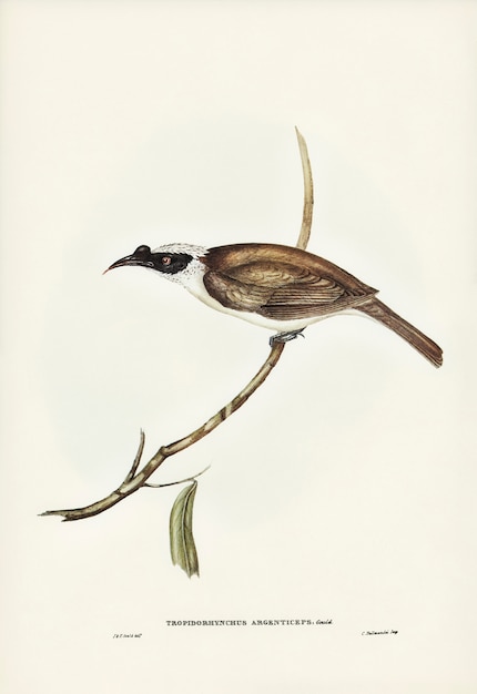 Oiseau moine à couronne argentée (Tropidorhynchus argenticeps) illustré par Elizabeth Gould