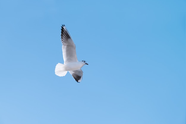 Photo gratuite oiseau mouette voler dans le ciel bleu