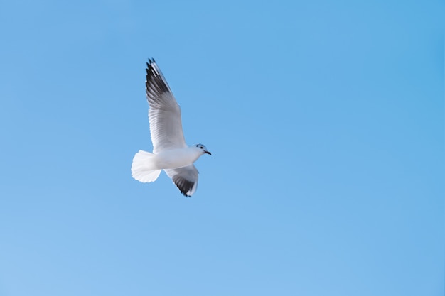 Oiseau mouette voler dans le ciel bleu