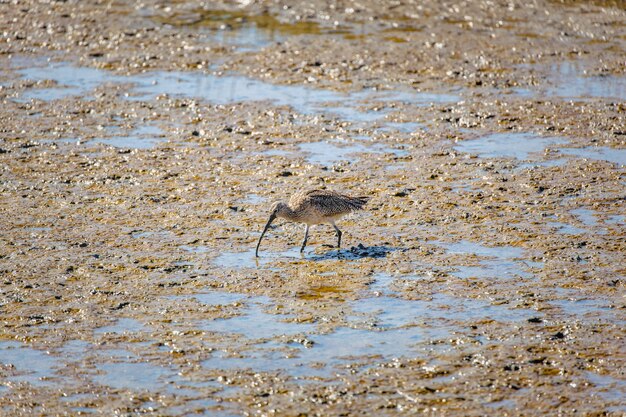 Oiseau noir et blanc sur l'eau pendant la journée