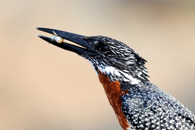 Photo gratuite oiseau noir exotique avec un petit poisson dans son bec