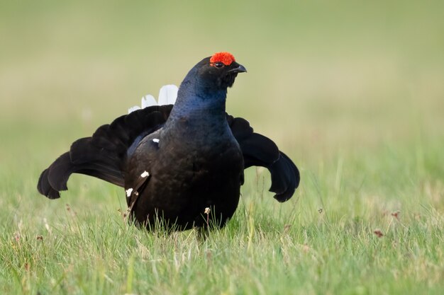 Oiseau noir avec queue blanche et petit peigne rouge marchant parmi les herbes