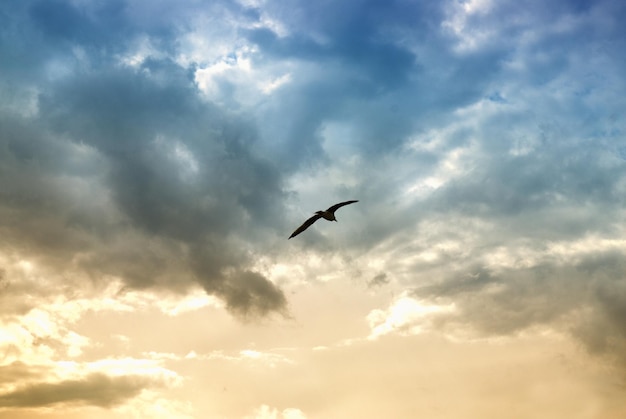 Photo gratuite oiseau et nuages dramatiques