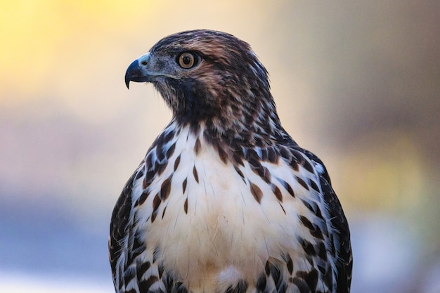 Photo gratuite oiseau de près