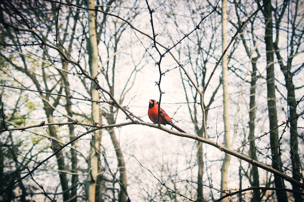 Photo gratuite un oiseau rouge dans la forêt