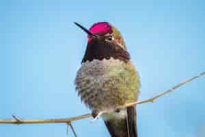 Photo gratuite oiseau rouge vert et brun sur une branche d'arbre brun pendant la journée