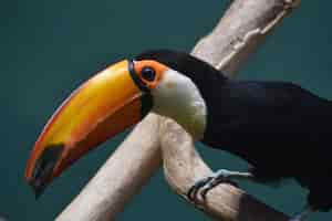 Photo gratuite oiseau toucan avec un bec orange perché sur un perchoir en bois