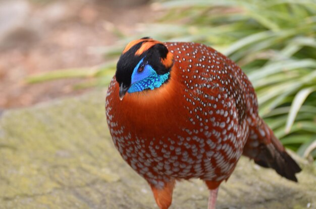 Oiseau Tragopan avec une tête bleu vif à l'état sauvage.