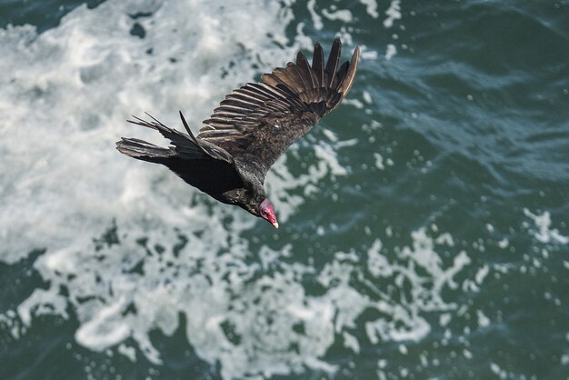 Oiseau vautour brun avec le bec rouge volant au-dessus de la mer