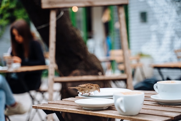 Oiseau en ville. Moineau assis sur une table dans un café en plein air