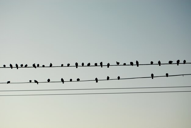 Les oiseaux aiment les notes musicales