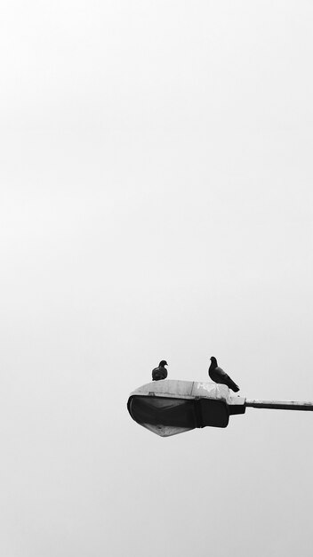 Oiseaux assis sur un lampadaire fond d'écran mobile