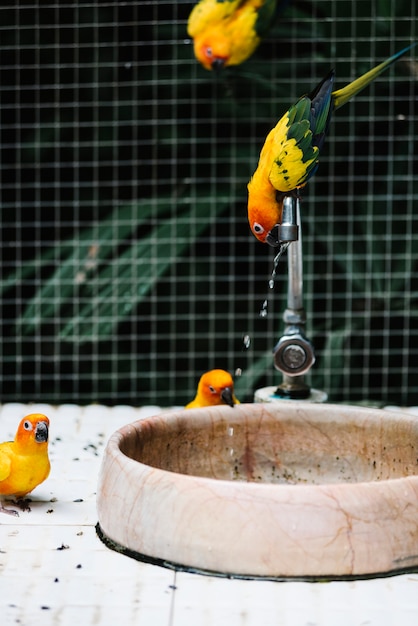 Photo gratuite oiseaux buvant de l'eau d'une fontaine